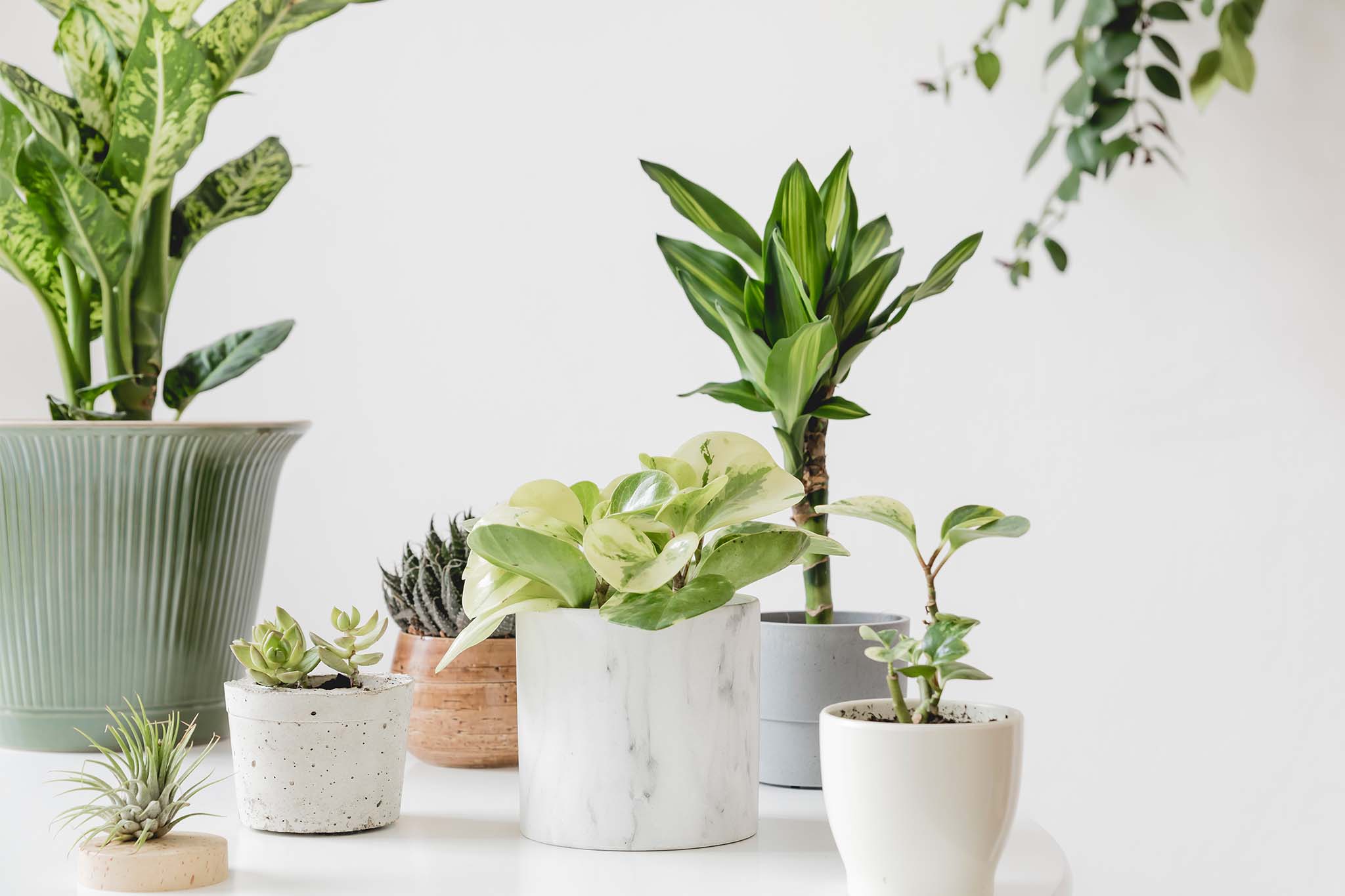 How Indoor Plants can transform your home
