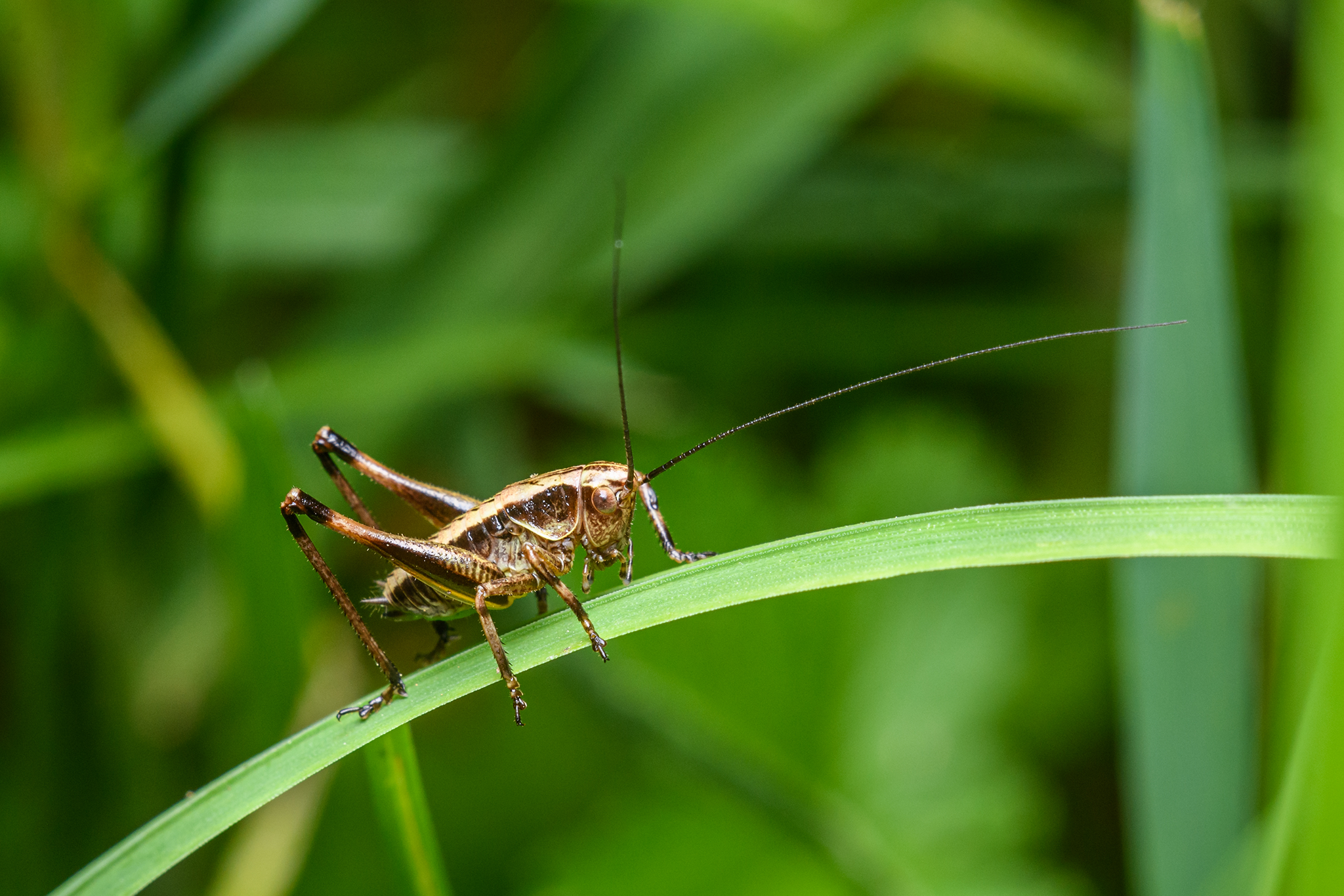 Stick it to crickets in your home and garden