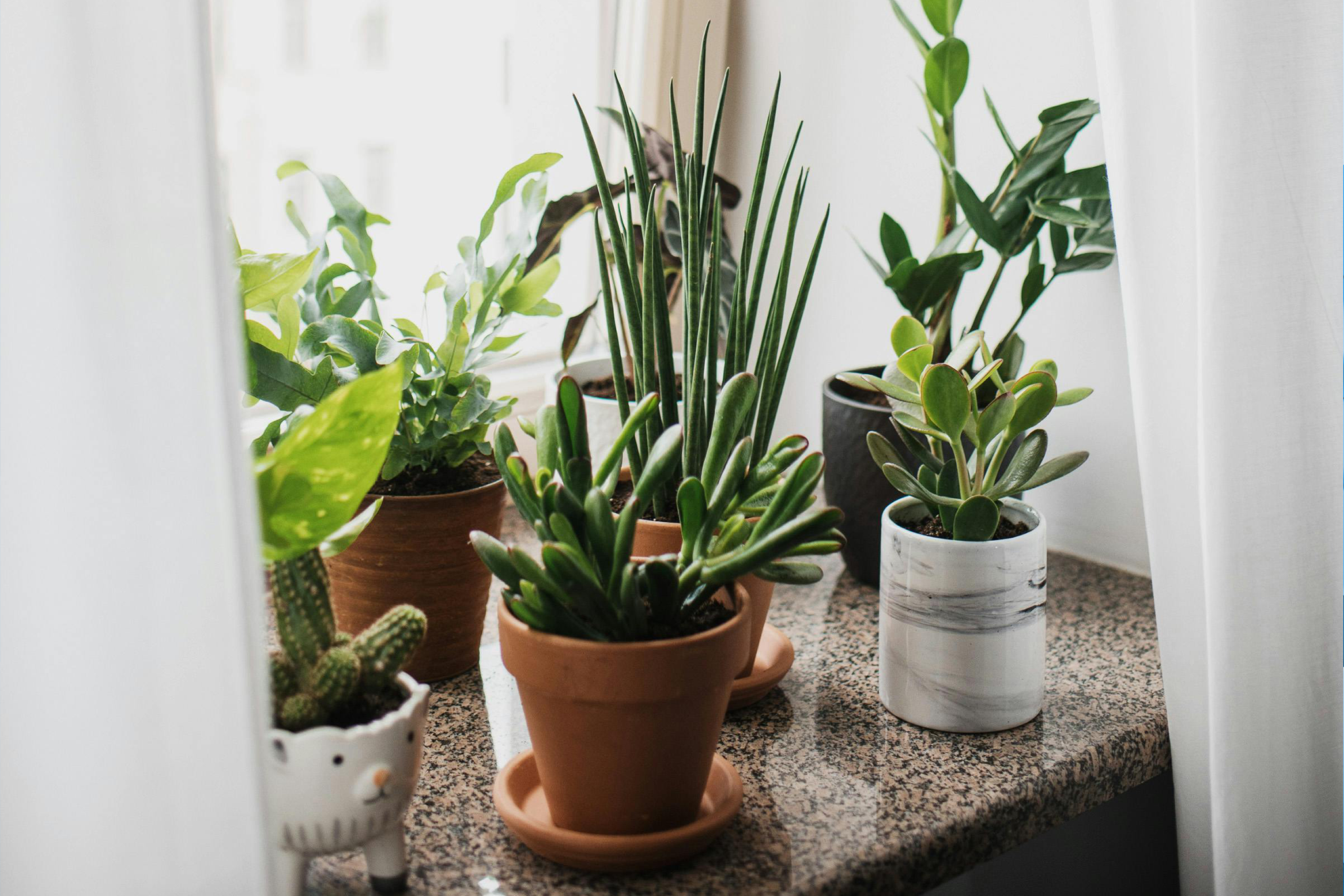 Growing your Green Oasis: A Guide to Indoor Plants